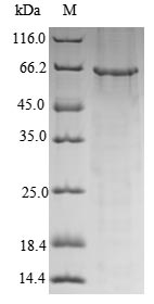 Human GRIN1 protein
