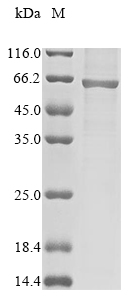 Human GRIN1 protein
