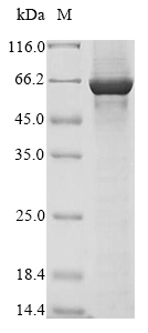 Human GRIN1 protein