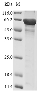 Human GRM5 protein