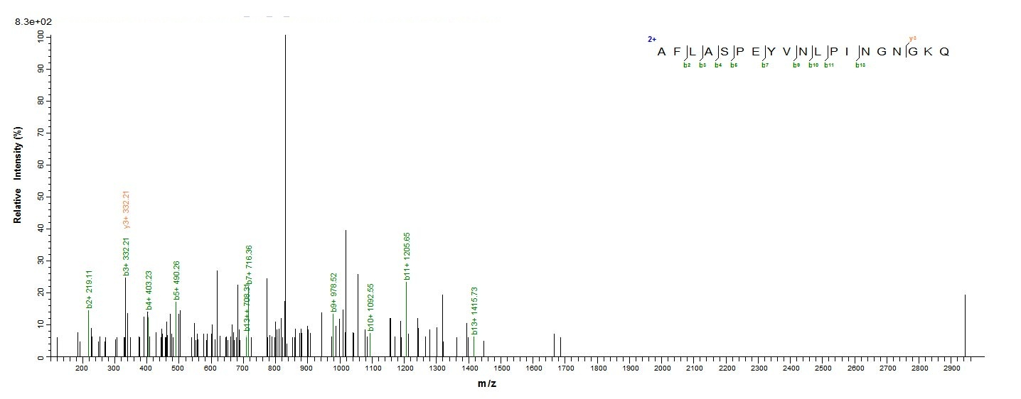 Human GSTP1 protein