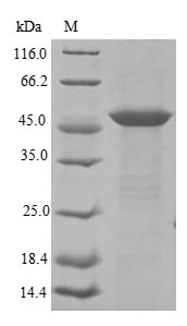 Rat Gucy2c protein