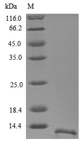 Human GYPA protein