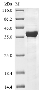 Human HAPLN2 protein