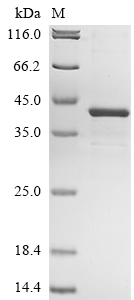 Human HAPLN3 protein