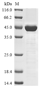 Human HAPLN4 protein