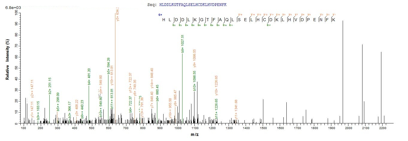 Human HBG1 protein