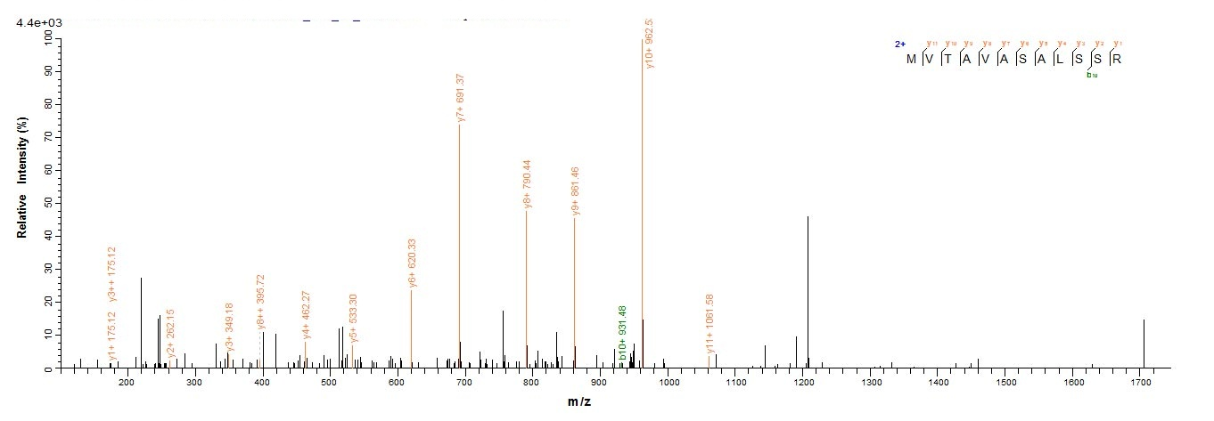 Human HBG1 protein