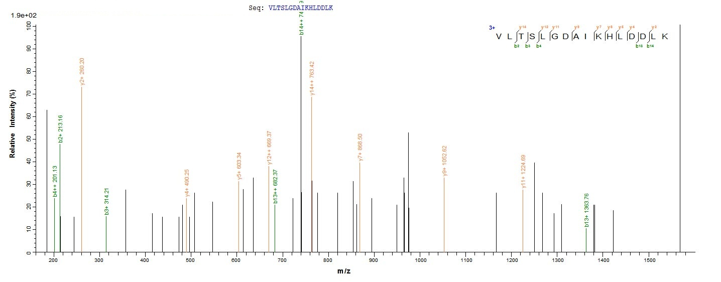 Human HBG2 protein