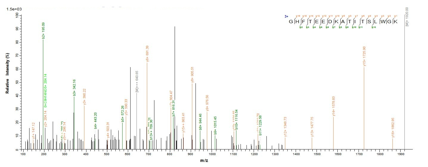 Human HBG2 protein