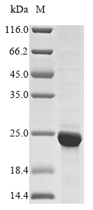 Mouse Hist1h2ba protein