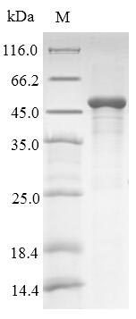 Human HLA-G protein