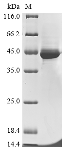 Human HLA-G protein