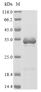 Rat Hmgb1 protein