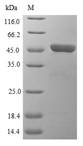 Mouse Hmox1 protein
