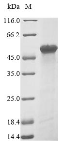Human HNRNPA3 protein