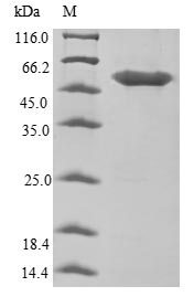 Human Haptoglobin protein