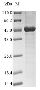 Human Haptoglobin protein