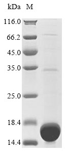 Rat Hpse protein