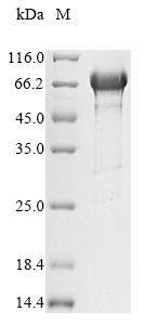 Mouse Hspa5 protein
