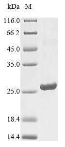 Human IFNA6 protein