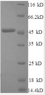 Human IFN beta protein