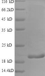 Human IFN gamma protein