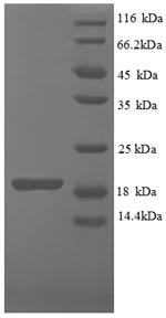Mouse IFN gamma protein