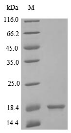 Human IL2 protein
