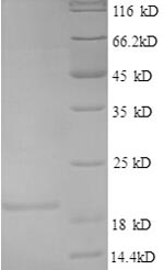 Human IL4 protein
