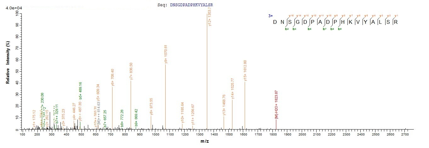 Human IRF7 protein