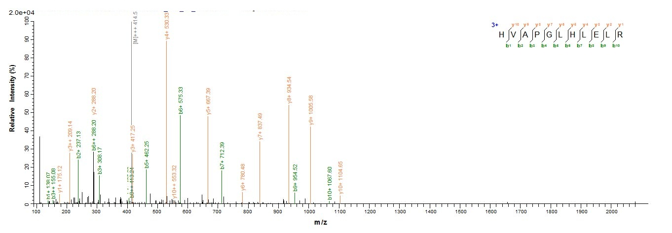 Human IRF7 protein