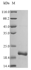 Bovine ISG15 protein