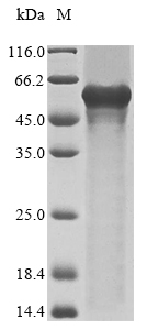 Human ISM1 protein