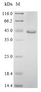 Mouse Kcp protein