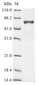 Human KMO protein