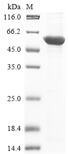Human KMO protein