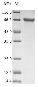 Human KRT1 protein