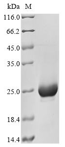 Human KSR1 protein