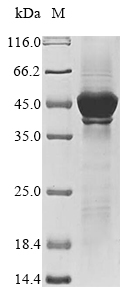 Human LANCL1 protein