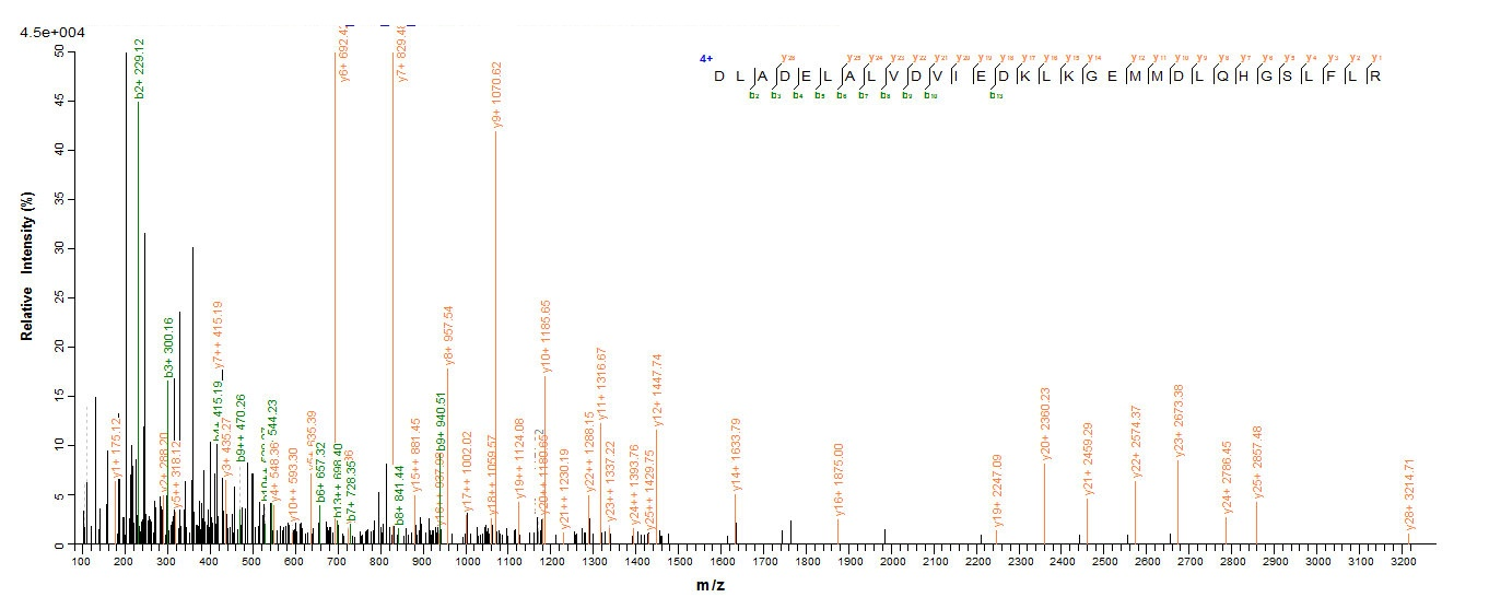 Human LDHA protein