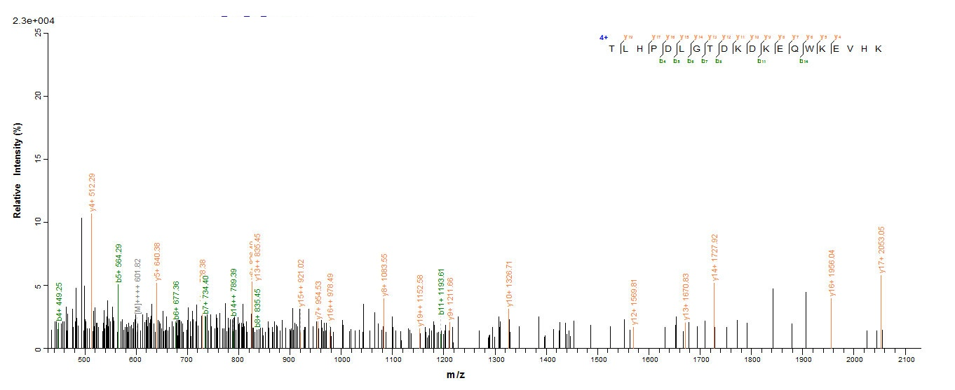 Human LDHA protein