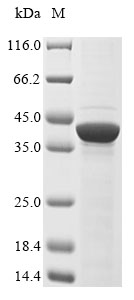 Mouse Lefty2 protein