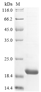 Human LGALS1 protein