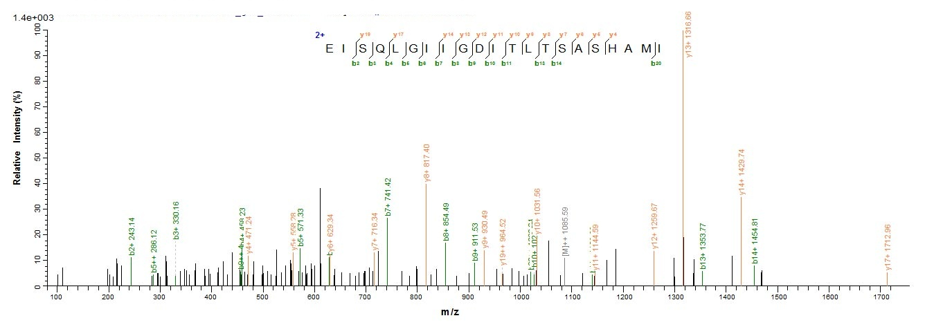 Rat Galectin 3 protein