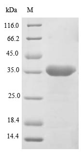 Primate LGMN protein