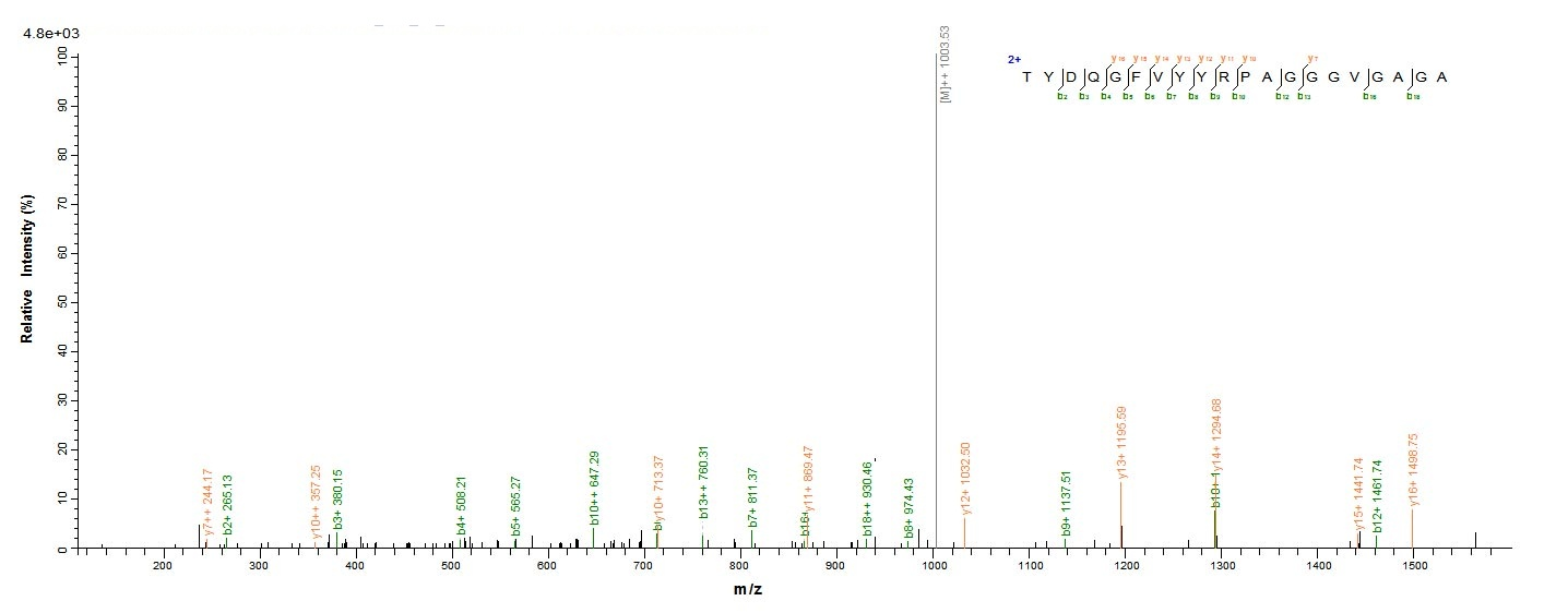 Human LOXL1 protein