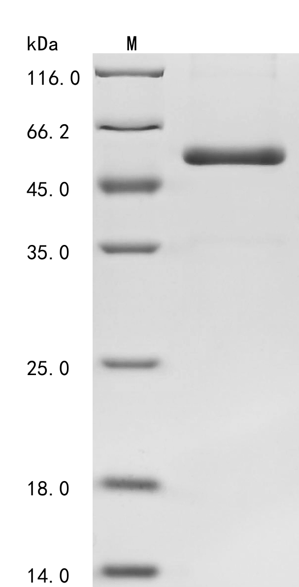 Human LOXL1 protein