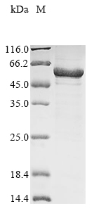 Mouse Lpl protein