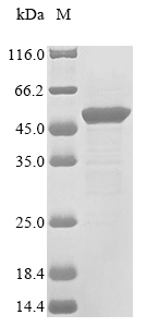Mouse Lpl protein